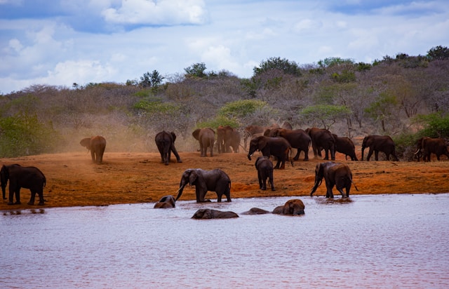 5 Day Tsavo & Amboseli Heritage Safari